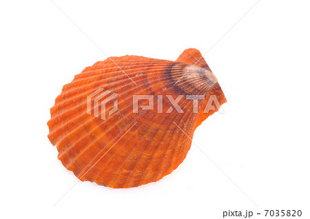 sea shell close up isolated on white 7035820