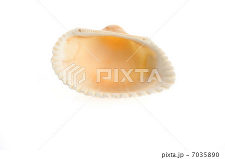 sea shell close up isolated on white 7035890