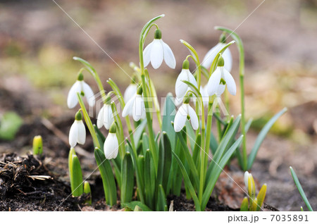 snowdrop flowers 7035891