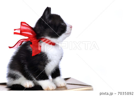 beautiful small kitten 7035892