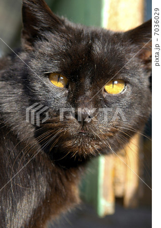 black cat 7036029