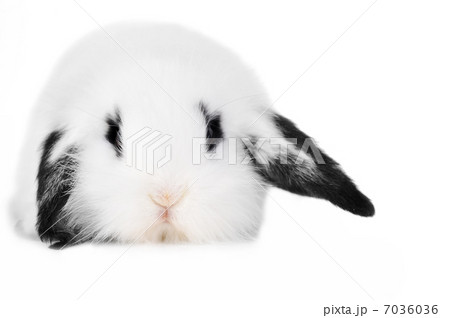 l beautiful rabbit 7036036