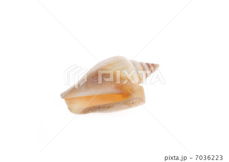 sea cockleshell lies on white sea cockleshell lies on white 7036223