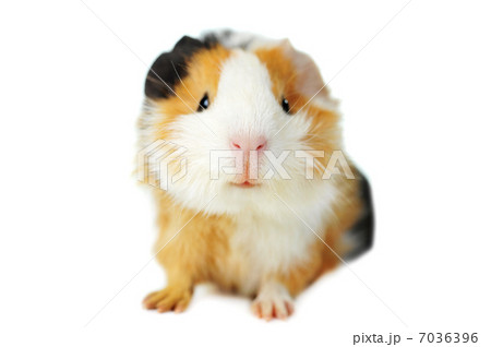 guinea pig guinea pig 7036396