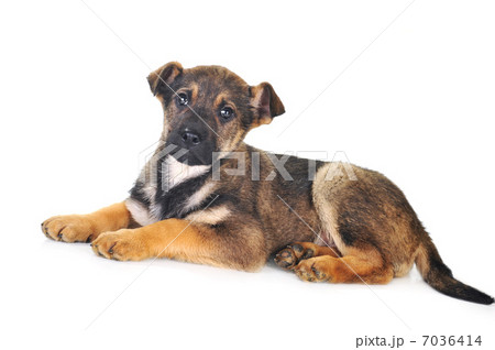 brown dog brown dog 7036414