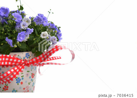 campanula flowers campanula flowers 7036415