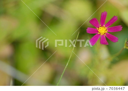 small beautiful flower 7036447