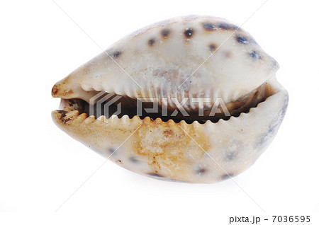 sea cockleshell lies on white sea cockleshell lies on white 7036595