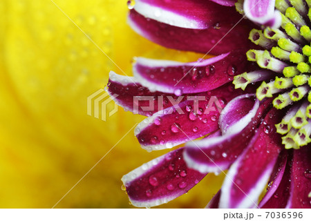 bouquet of flowers 7036596