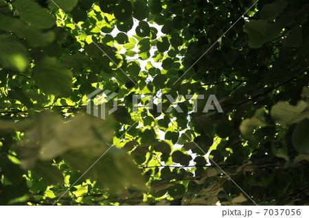 deciduous tree 7037056