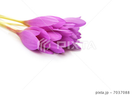 spring flowers 7037088