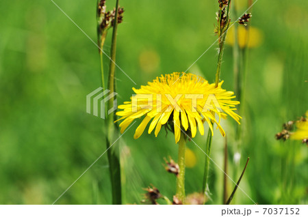 Dandelions blooming 7037152