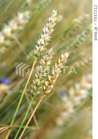 wheat field 7037212
