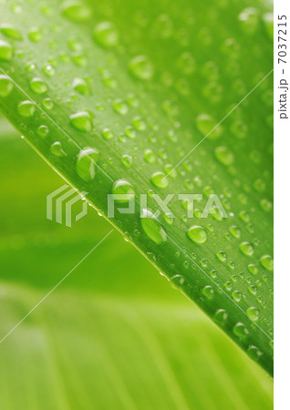 green plant leaf with water drops green plant leaf with water drops 7037215