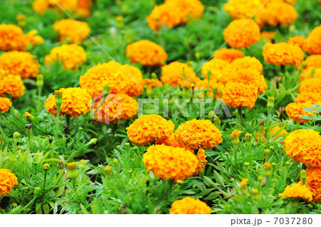 orange marigolds 7037280