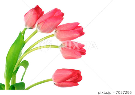 red tulips red tulips 7037296