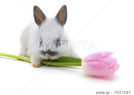 small rabbit with flower small rabbit with flower 7037297