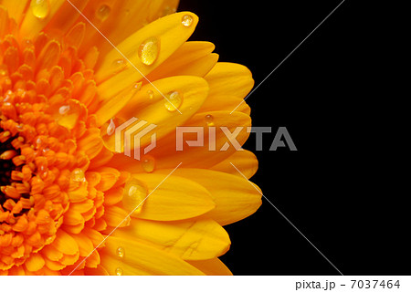 yellow gerbera yellow gerbera 7037464