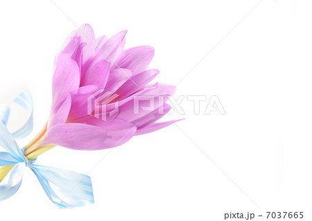 bouquet of crocus 7037665