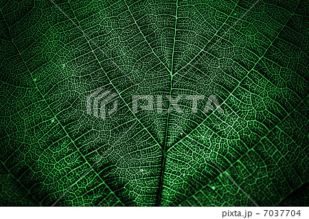 textured green leaf textured green leaf 7037704