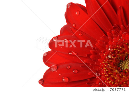 red gerbera 7037771