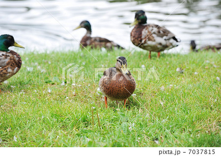 female mallard duck 7037815