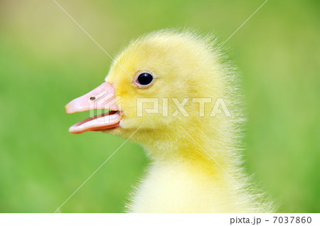 Cute fluffy chick 7037860