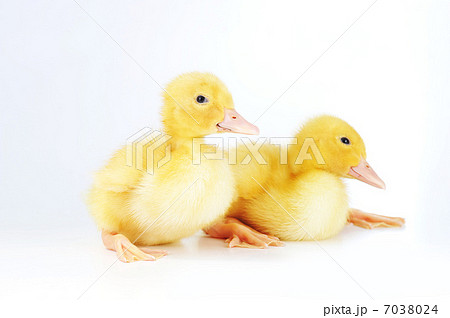 yellow fluffy ducklings yellow fluffy ducklings 7038024