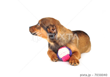dog with ball 7038040
