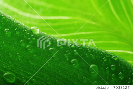 green leaf and water drop green leaf and water drop 7038127