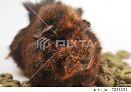 brown guinea pig brown guinea pig 7038291