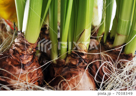 daffodil bulbs 7038349