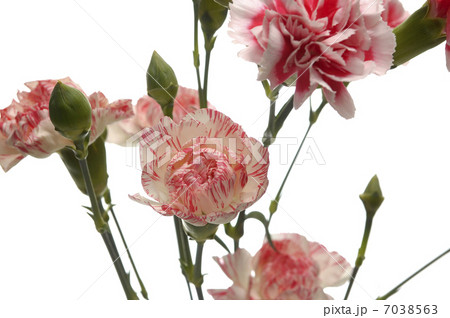 tribute of carnations tribute of carnations 7038563