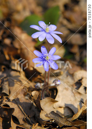 blue spring flower 7038730