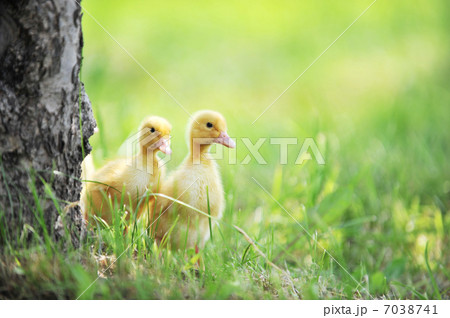 two fluffy chicks 7038741