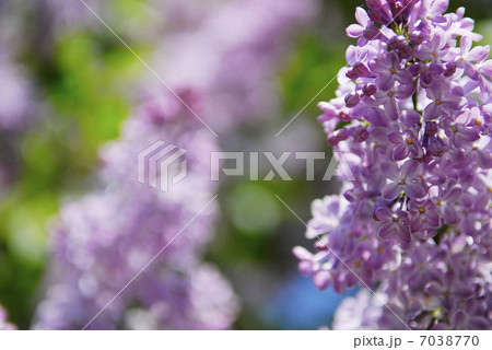beautiful lilac flowers 7038770