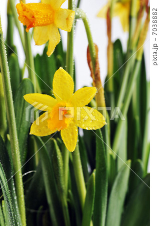 Yellow daffodils Yellow daffodils 7038882