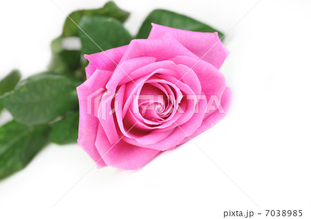 pink rose 7038985