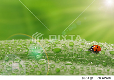 bright green leaf 7038986