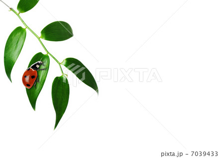 Ladybug Ladybug 7039433