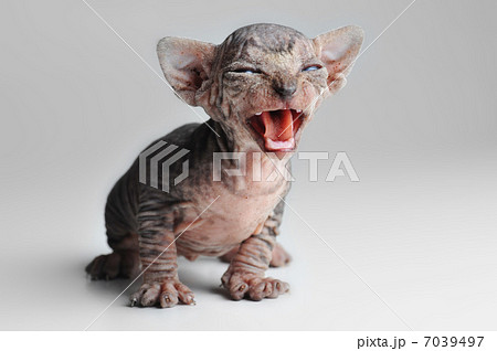 cute bald baby cat close up 7039497