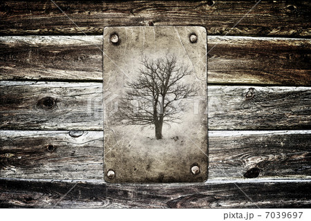 lone tree without leaves 7039697