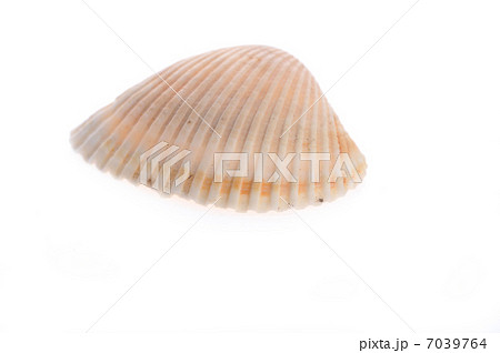 sea cockleshell lies on white sea cockleshell lies on white 7039764