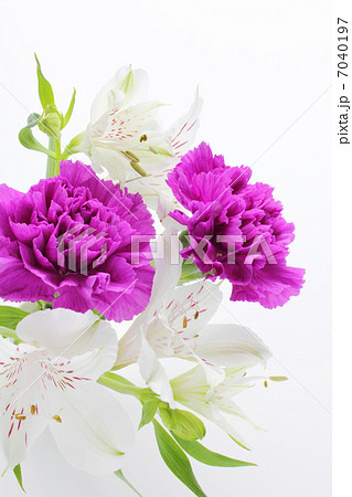 紫のカーネーションとアルストロメリアのアレンジ（縦　部分） 7040197