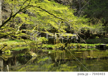 山吹水源 7040403