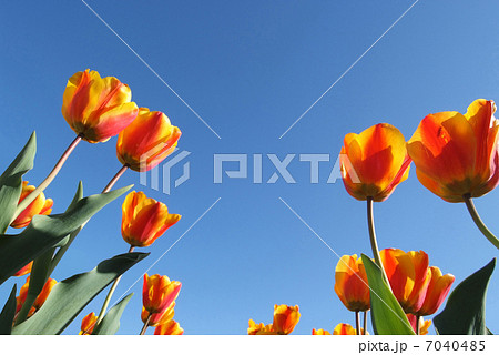 チューリップ 7040485