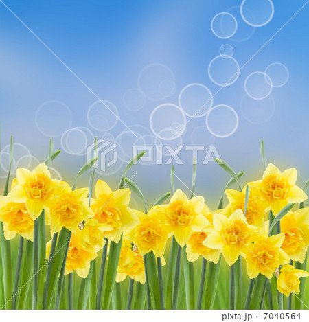 spring narcissus garden 7040564