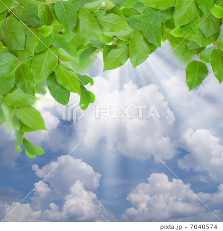 green grass and leaves at sunny day 7040574