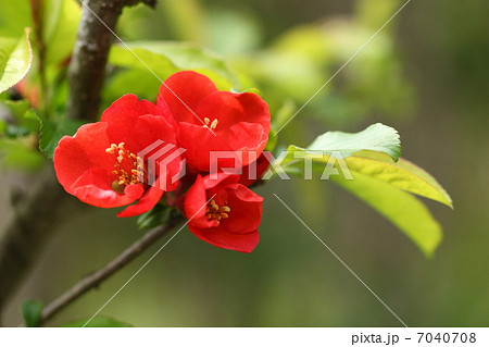 ボケの花 7040708