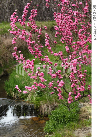 草生川沿いの桃の花 7040709